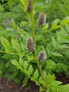 Tea that fights viruses | Licorice