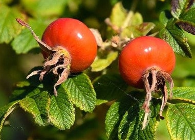 Rose Hip Tea Benefits, Plus 1 great recipe