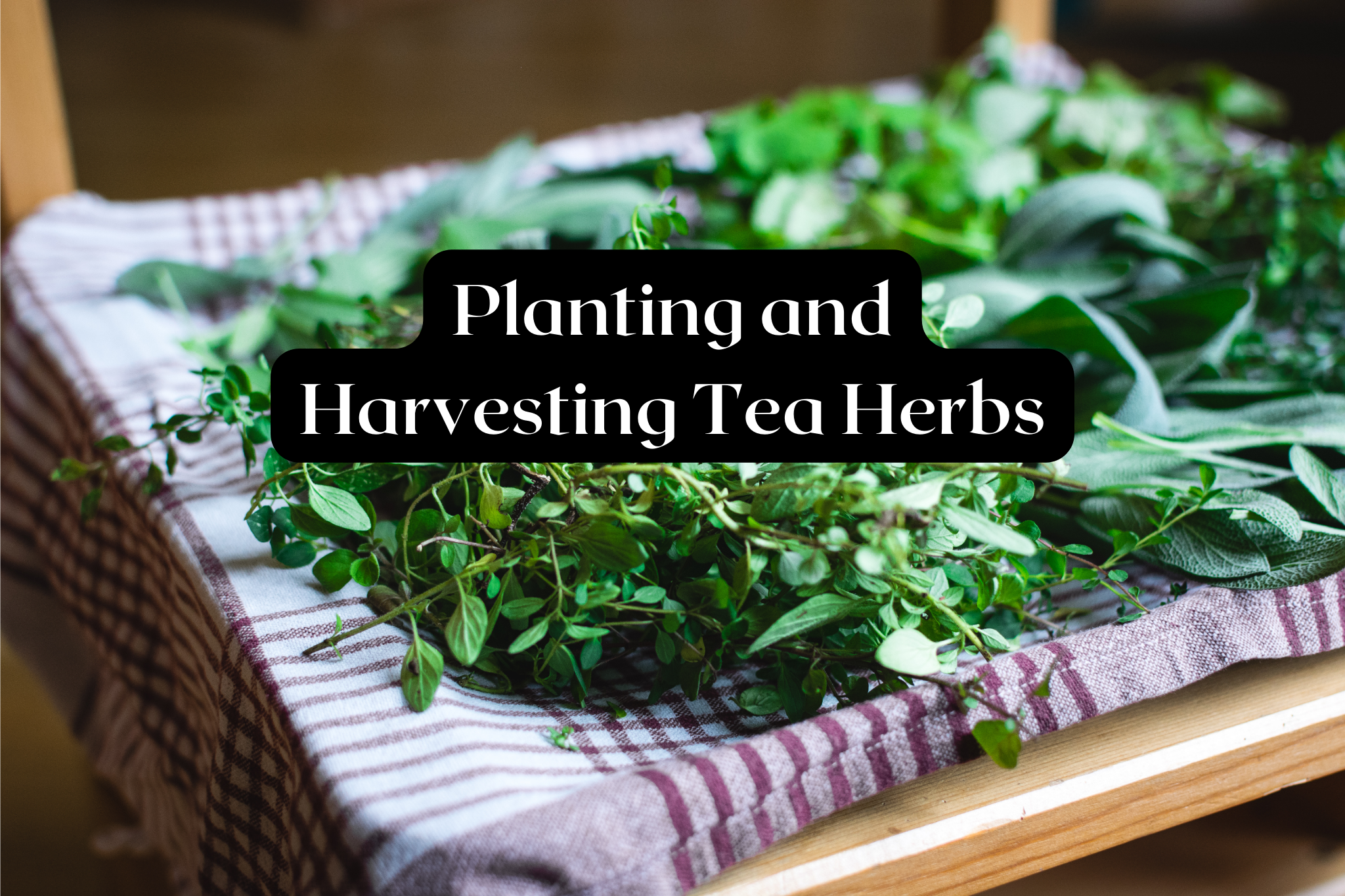Planting and Harvesting Tea Herbs, 1 awesome idea