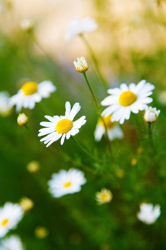 5 Potential Side Effects of Chamomile Tea