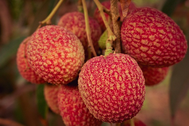 The Irresistible Allure of Lychee Boba Tea