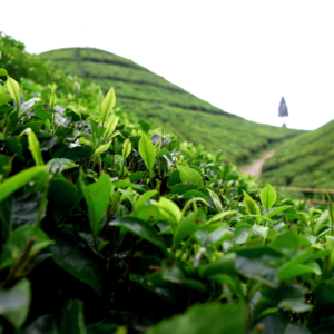 Sustainable Farming Practices In The Tea Industry