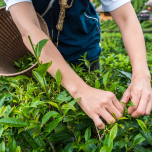 Sustainable Farming Practices In The Tea Industry