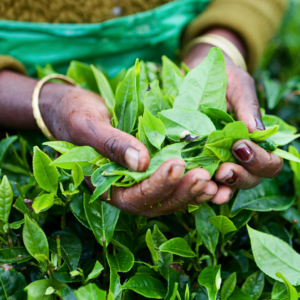 What is Ethical Tea?