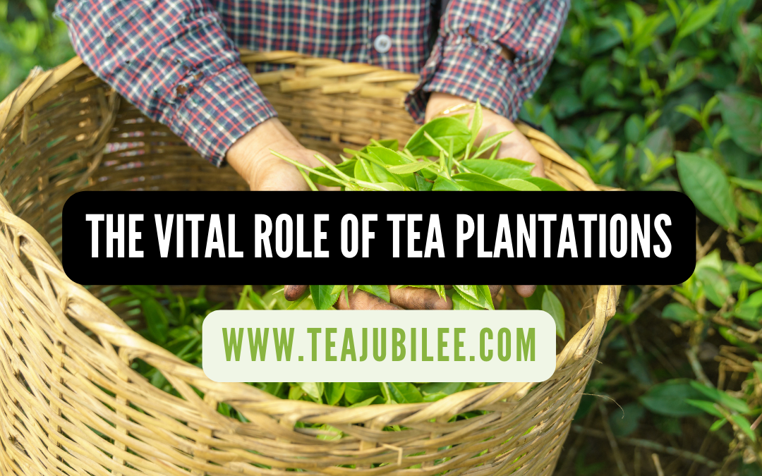 The Vital Role Of Tea Plantations: 4 amazing facts